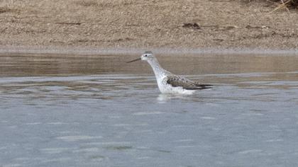 Marsh Sandpiper