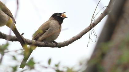 White-spectacled Bulbul