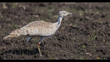 Macqueen`s Bustard