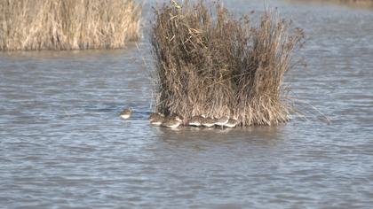 Lesser Yellowlegs