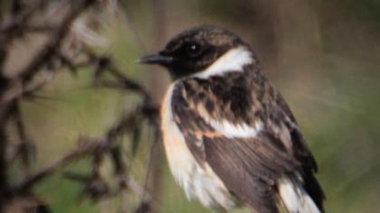 Siberian Stonechat