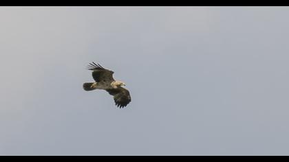 Eastern Imperial Eagle