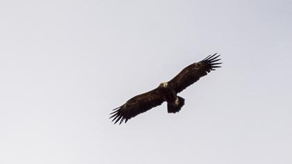 Lesser Spotted Eagle