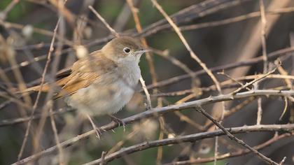 Common Nightingale