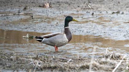 Mallard