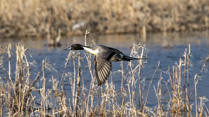 Northern Pintail