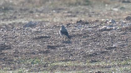 Northern Wheatear