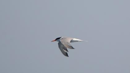 Common Tern