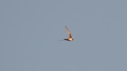 Alpine Swift