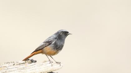 Black Redstart