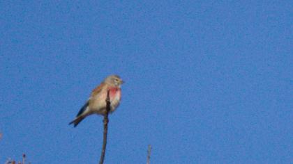 Common Linnet