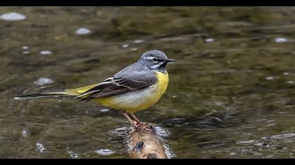 Grey Wagtail