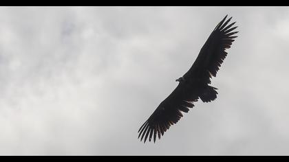 Cinereous Vulture