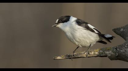 Collared Flycatcher