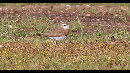 Caspian Plover