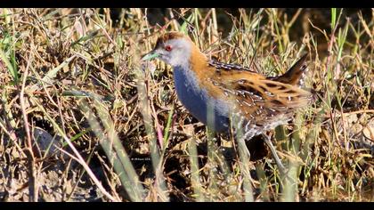 Baillon`s Crake