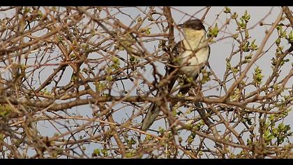 Great Spotted Cuckoo
