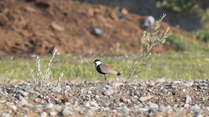 Spur-winged Lapwing