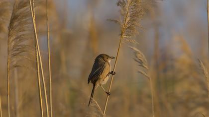 Iraq Babbler