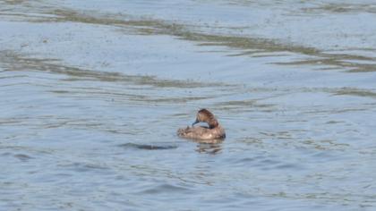 Common Pochard