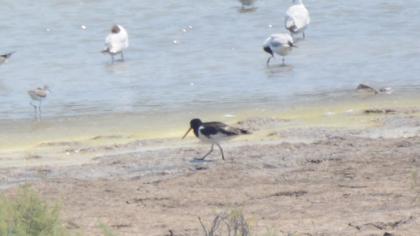 Eurasian Oystercatcher