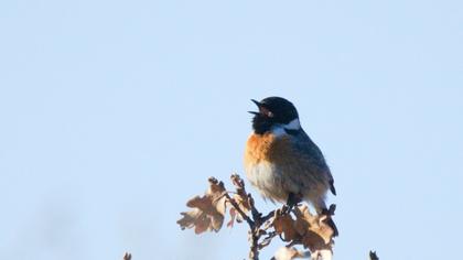 European Stonechat