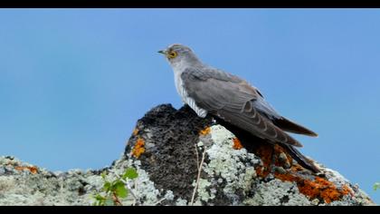 Common Cuckoo