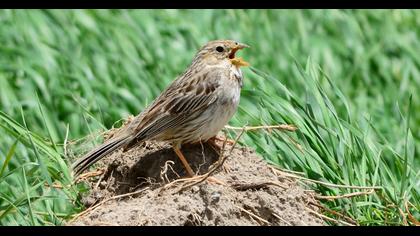 Corn Bunting