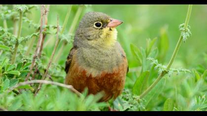 Ortolan Bunting