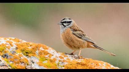Rock Bunting