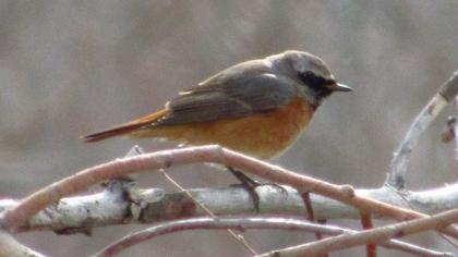 Common Redstart