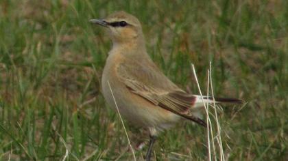 Isabelline Wheatear