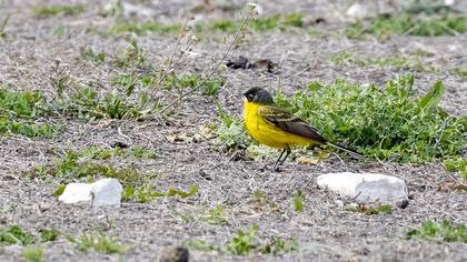 Western Yellow Wagtail