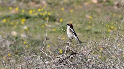 Woodchat Shrike