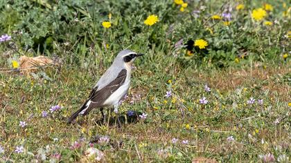 Northern Wheatear