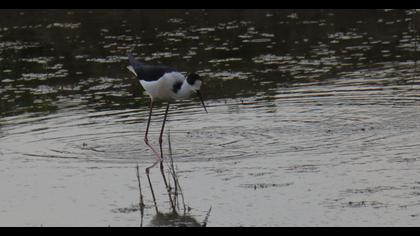 Black-winged Stilt