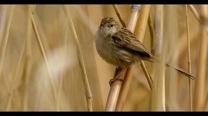Delicate prinia