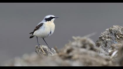 Northern Wheatear