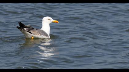 Yellow-legged Gull