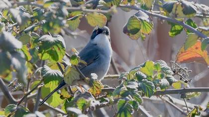 Sardinian Warbler