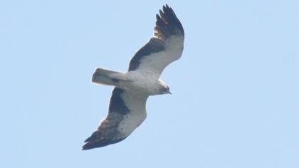 Booted Eagle