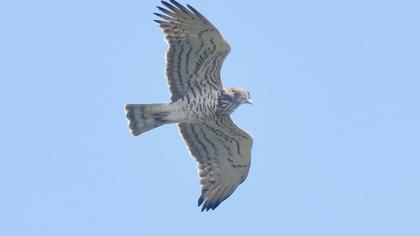 Short-toed Snake Eagle