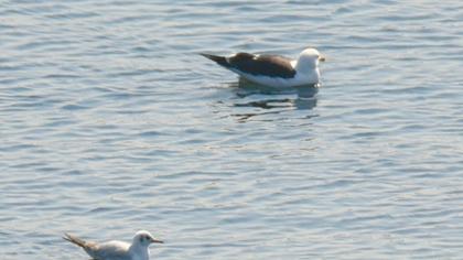 Lesser Black-backed Gull
