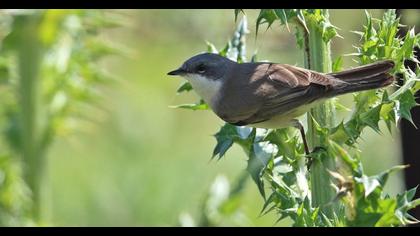 Lesser Whitethroat
