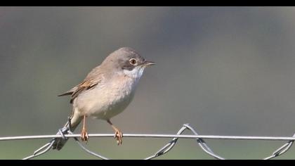 Common Whitethroat