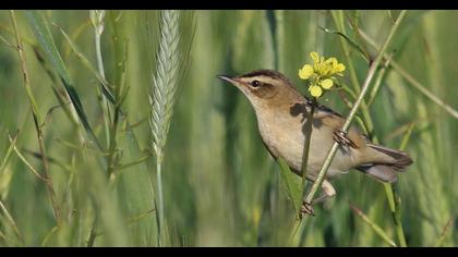 Sedge Warbler