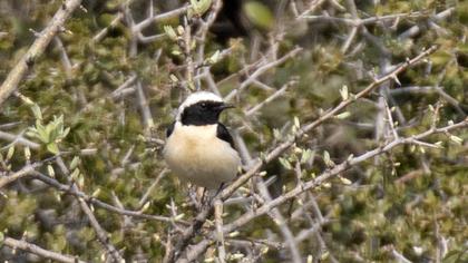 Black-eared Wheatear