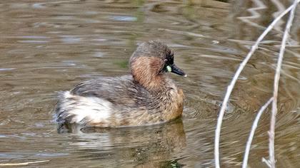 Little Grebe