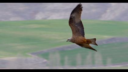 Black Kite