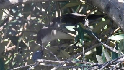 Eastern Orphean Warbler
